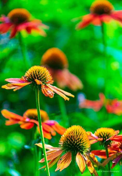 Botanical Gardens, Birmingham (August 2019)
